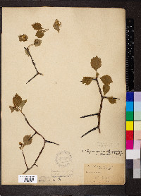 Crataegus chrysocarpa image