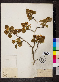 Crataegus coccinea image