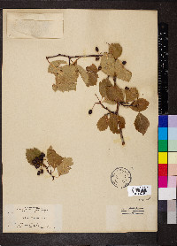 Crataegus douglasii image
