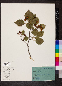 Crataegus douglasii image