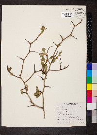 Crataegus douglasii image
