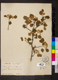 Crataegus margarettae image