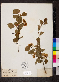 Crataegus margarettae image