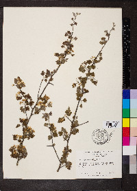 Crataegus marshallii image