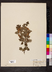 Crataegus monogyna image