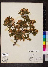 Crataegus monogyna image