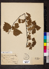 Crataegus phaenopyrum image