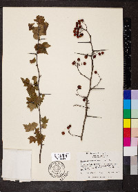 Crataegus phaenopyrum image