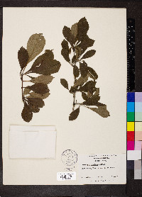 Crataegus punctata image