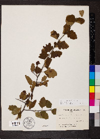 Crataegus spathulata image