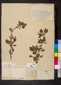 Crataegus spathulata image