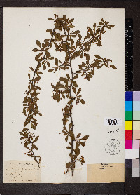 Crataegus spathulata image