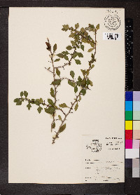 Crataegus spathulata image