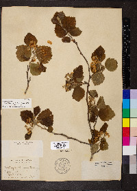 Crataegus texana image