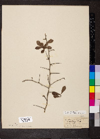 Crataegus uniflora image