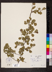 Crataegus uniflora image