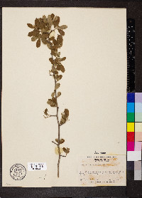 Crataegus uniflora image