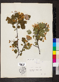 Crataegus monogyna image