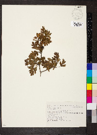 Crataegus monogyna image