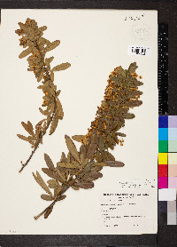 Crataegus pyracantha image