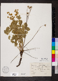 Drymocallis fissa image