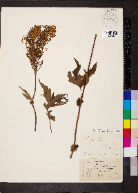 Filipendula rubra image