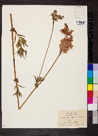 Filipendula rubra image