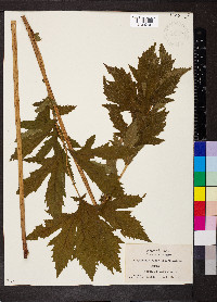 Filipendula rubra image