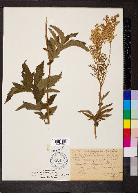 Filipendula rubra image