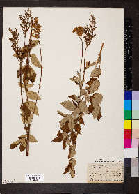 Filipendula ulmaria image