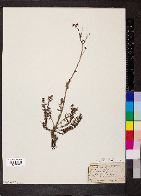 Filipendula vulgaris image