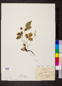 Fragaria vesca image
