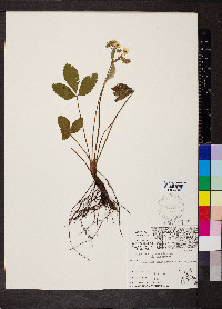 Fragaria virginiana var. illinoensis image