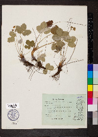 Fragaria vesca image