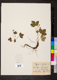 Fragaria vesca image