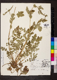 Geum vernum image