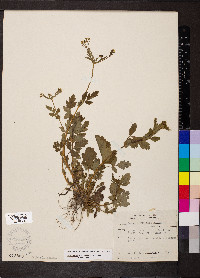 Geum vernum image