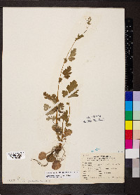 Geum vernum image