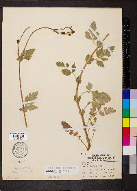 Geum vernum image