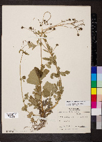 Geum vernum image