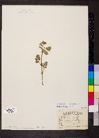 Geum vernum image