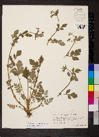 Geum vernum image