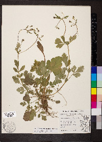 Geum vernum image