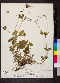Geum vernum image