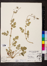 Geum vernum image