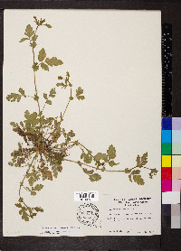 Geum vernum image