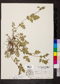Geum vernum image