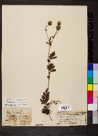 Geum aleppicum image