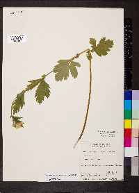 Geum aleppicum image