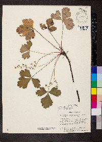 Waldsteinia fragarioides subsp. doniana image